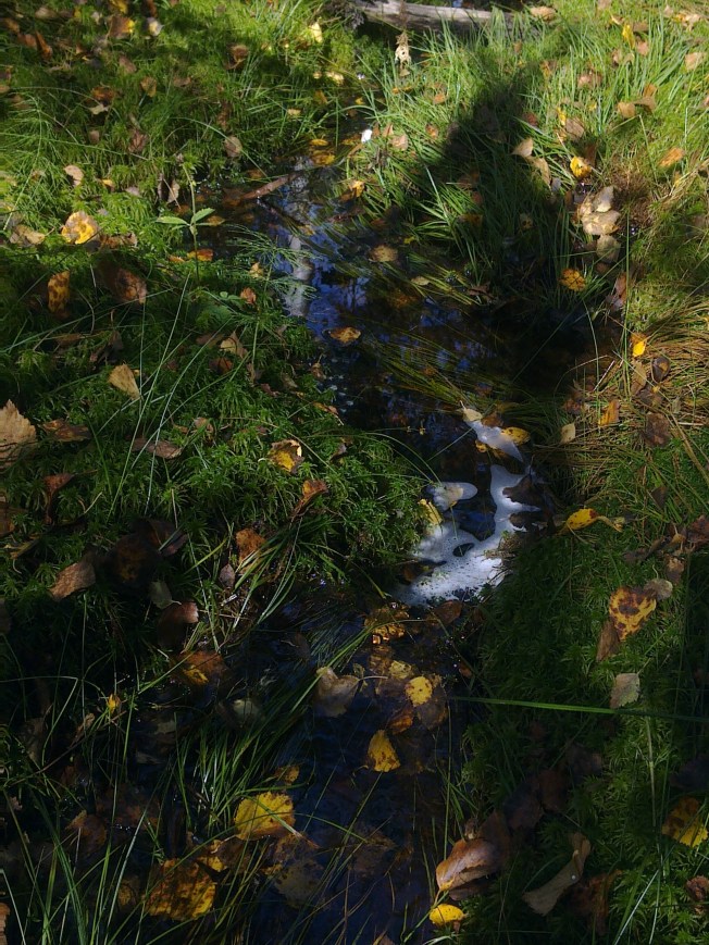 AUTUMN RIVULET 2