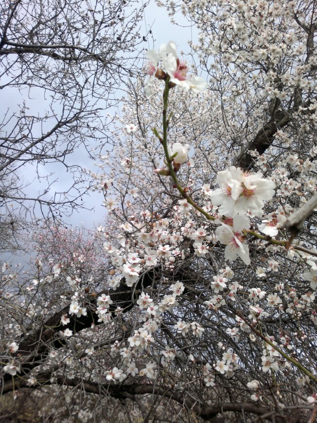 ALMOND TREES IN BLOOM 1 SIGFRIDSSON