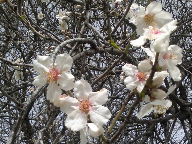 ALMOND TREES IN BLOOM 1 SIGFRIDSSON
