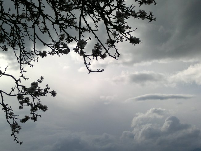 ALMOND TREES IN BLOOM  - 1 SIGFRIDSSON