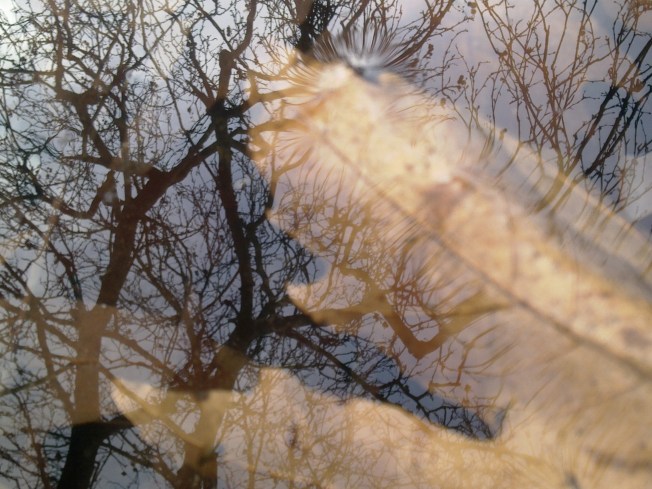 WATER MIRRORING 1 SIGFRIDSSON