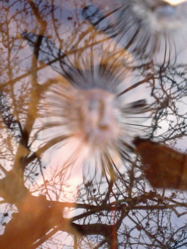 WATER MIRRORING 1 SIGFRIDSSON