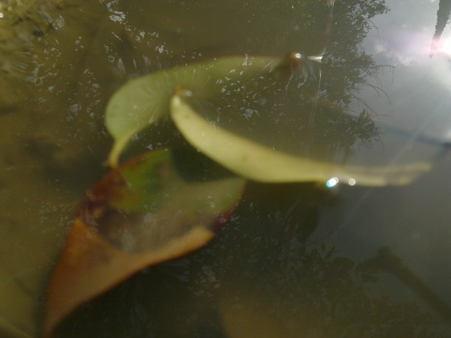 WATER MIRRORING 1 SIGFRIDSSON