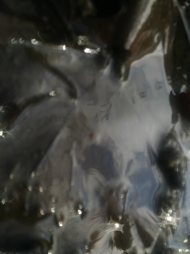 WATER MIRRORING 1 SIGFRIDSSON