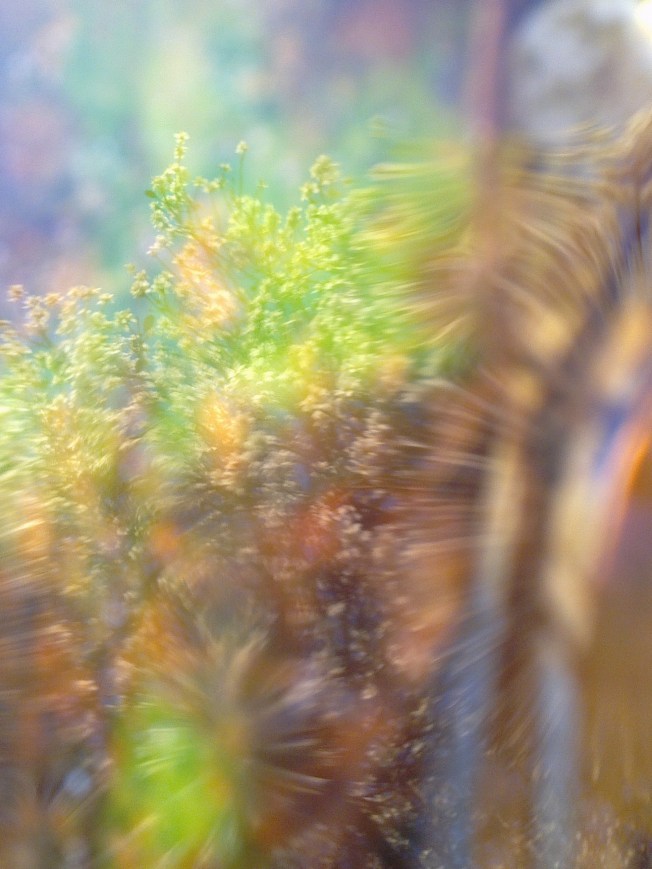 WATER MIRRORING 1 SIGFRIDSSON