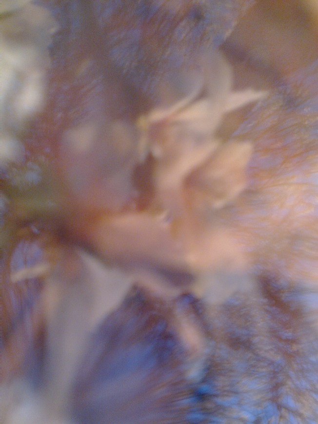 WATER MIRRORING 1 SIGFRIDSSON