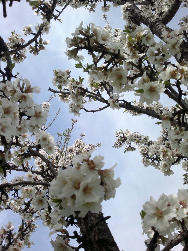 ALMOND TREES IN BLOOM