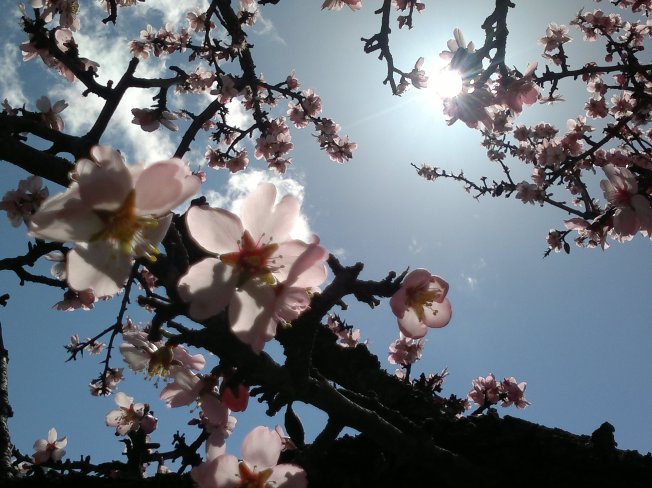 ALMOND TREES IN BLOOM - 1 SIGFRIDSSON
