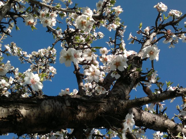 ALMOND TREES IN BLOOM