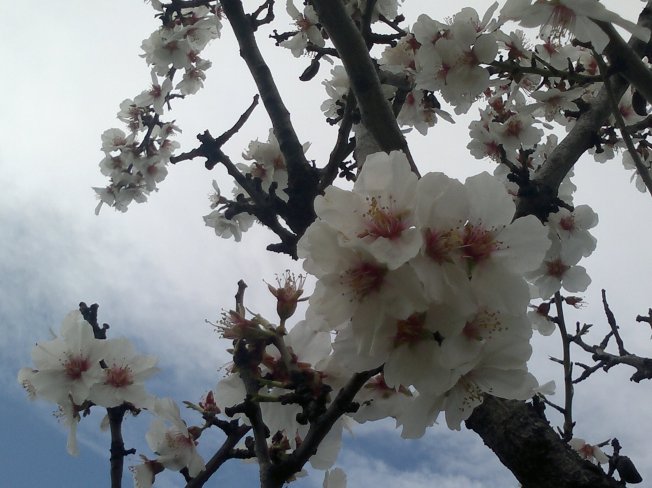 ALMOND TREES IN BLOOM 1