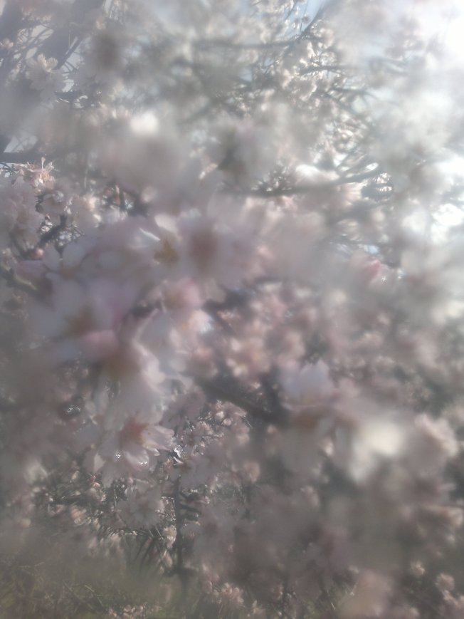 ALMOND TREE IN BLOSSOM