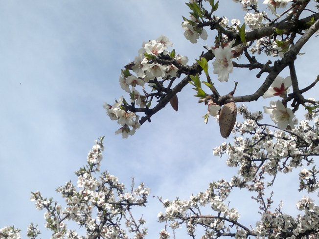 ALMOND TREES IN BLOOM 4