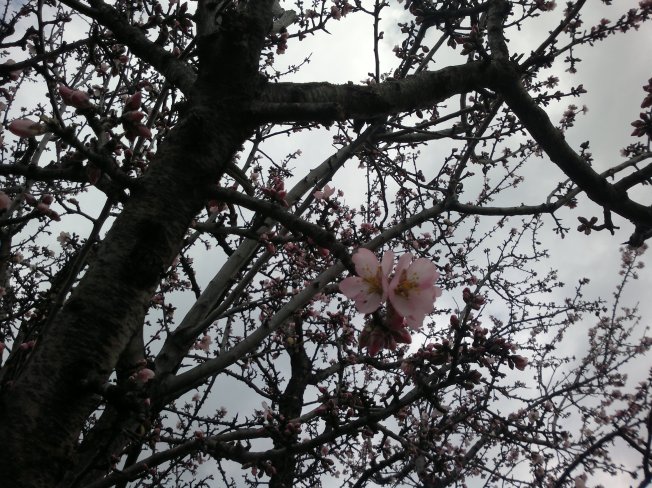 ALMOND TREES IN BLOOM 2