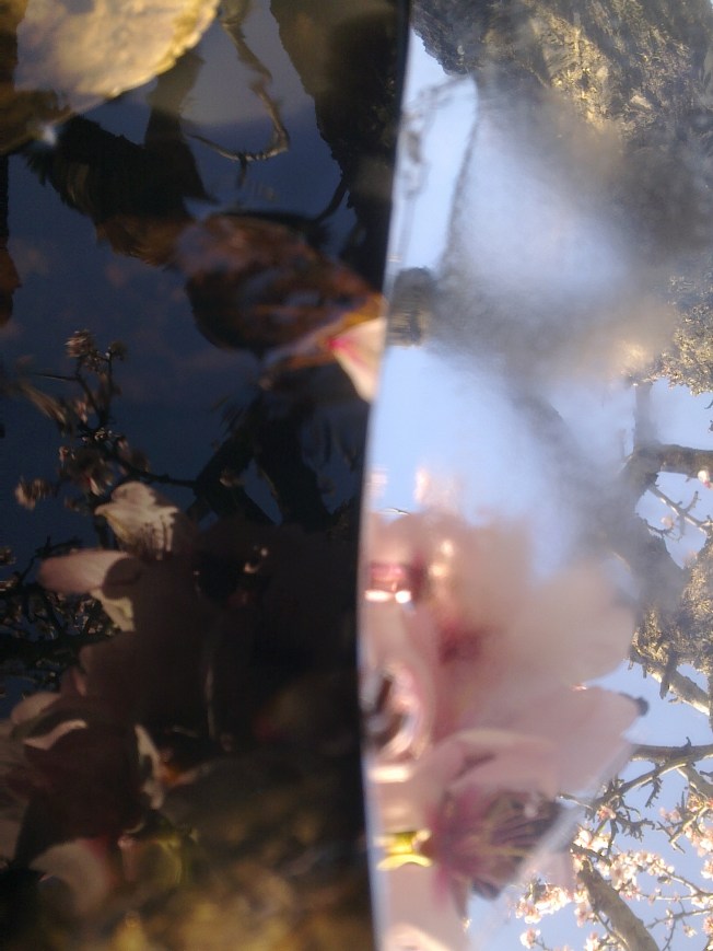 CLARITY (MIRRORING ALMOND FLOWERS) 4