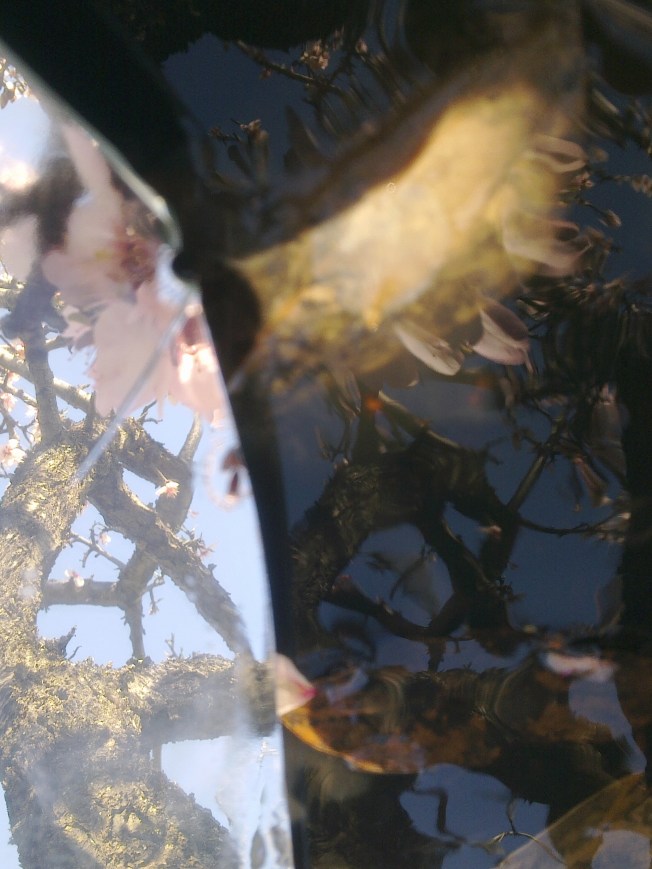 CLARITY (MIRRORING ALMOND FLOWERS) 5