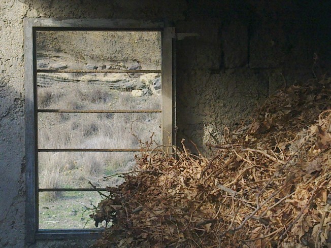 BRANCHES WITH A VIEW