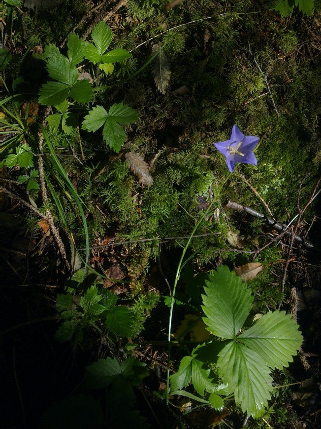 POETRY FOR THE PRETTY