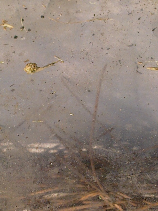 UNIVERSAL ART STUDIES IIII 1