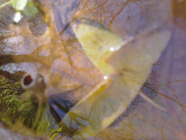 RARE (WATER MIRRORING)