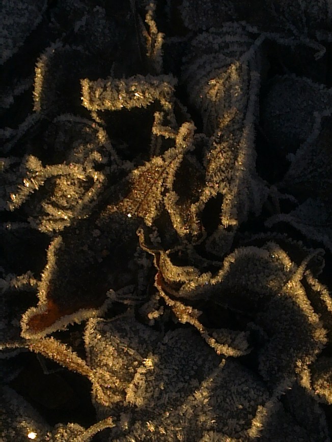 UNDER A NOVEMBER FROST MOON 2