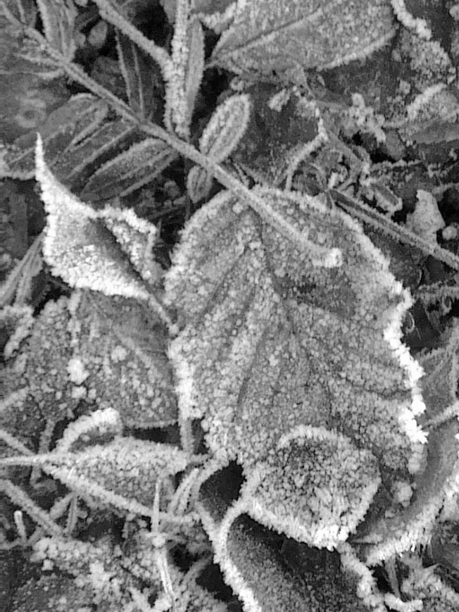 UNDER A NOVEMBER FROST MOON 3