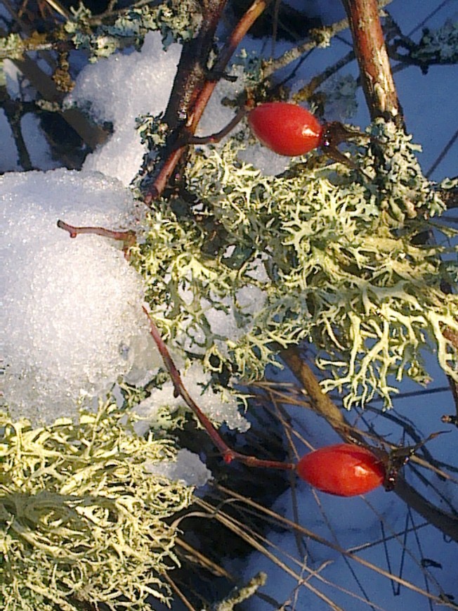 WINTER ROSEHIP