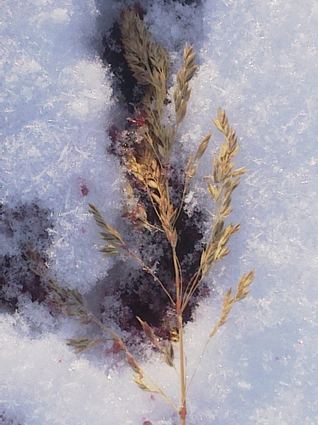 IN NIGHT FROST DRAUGHT