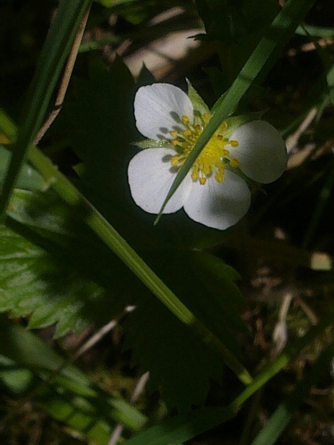 WILD STRAWBERRY FLOWERS 2