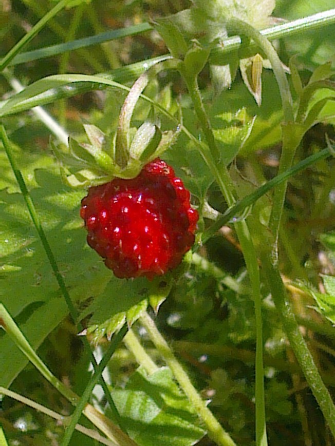 WILD STRAWBERRIES 3