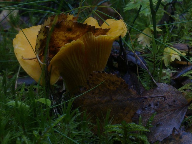 EARLY AUTUMN CHANTERELLES 3