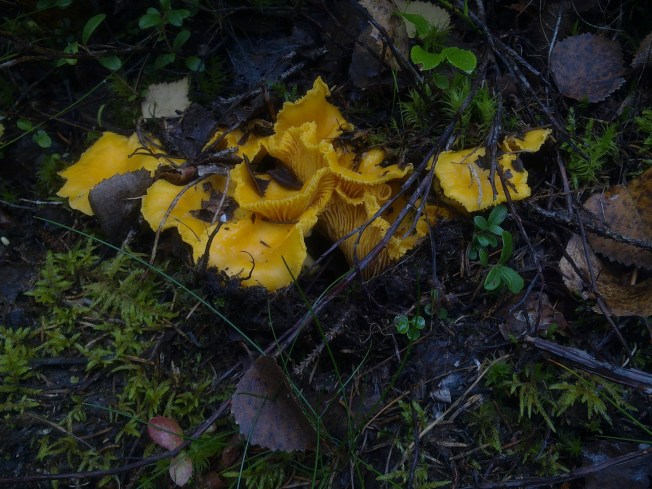 EARLY AUTUMN CHANTERELLES 1