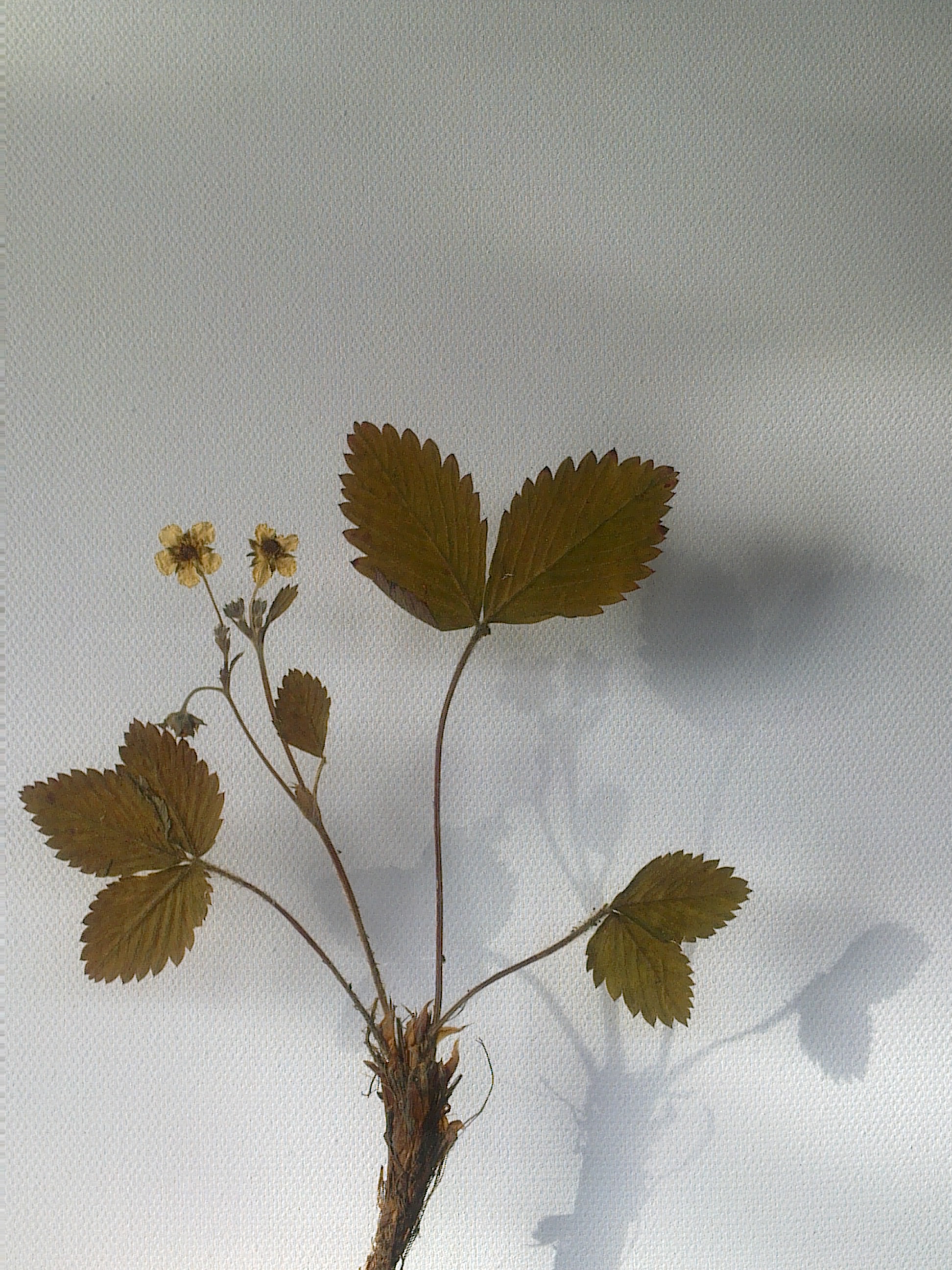 HERBARIUM 2 SMULTRON