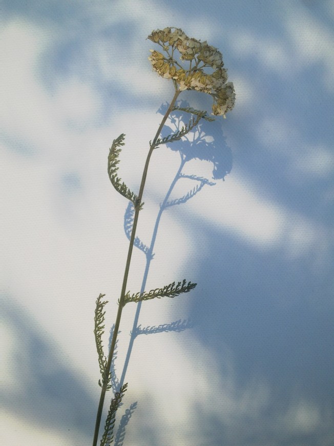 HERBARIUM 3 RÖLLEKA