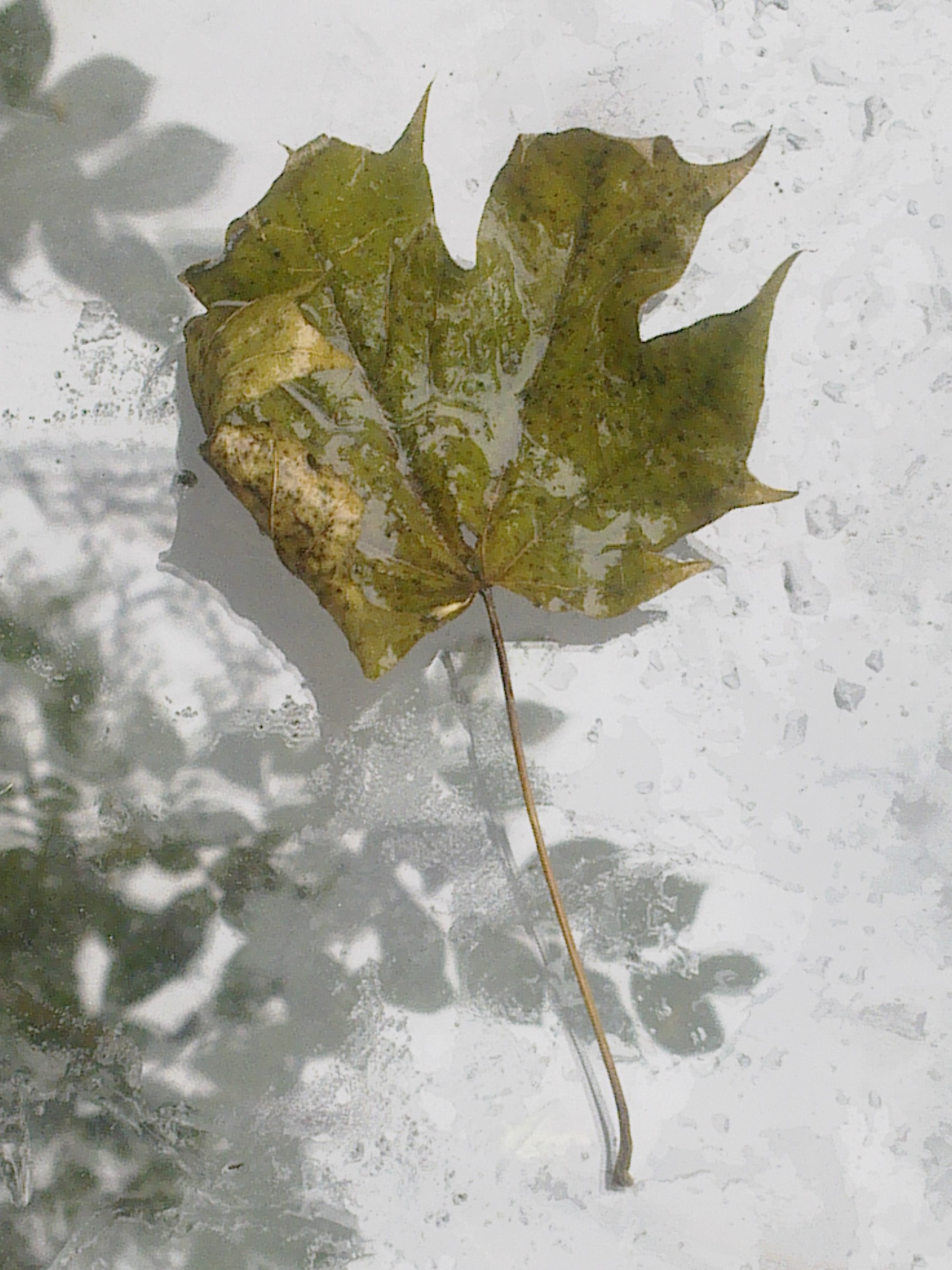 LEAF 1
