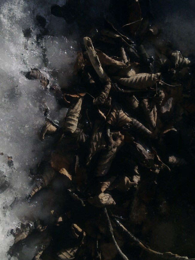 leaves-hugging-ice-1