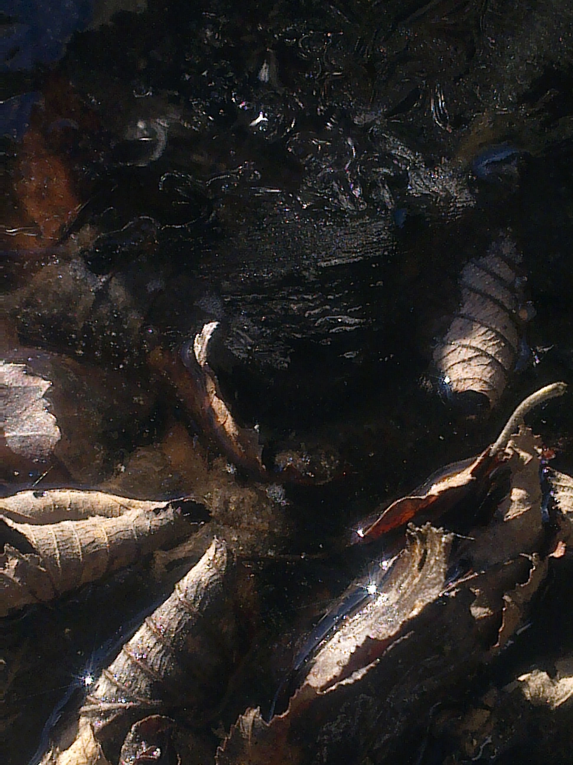 leaves-hugging-ice-2