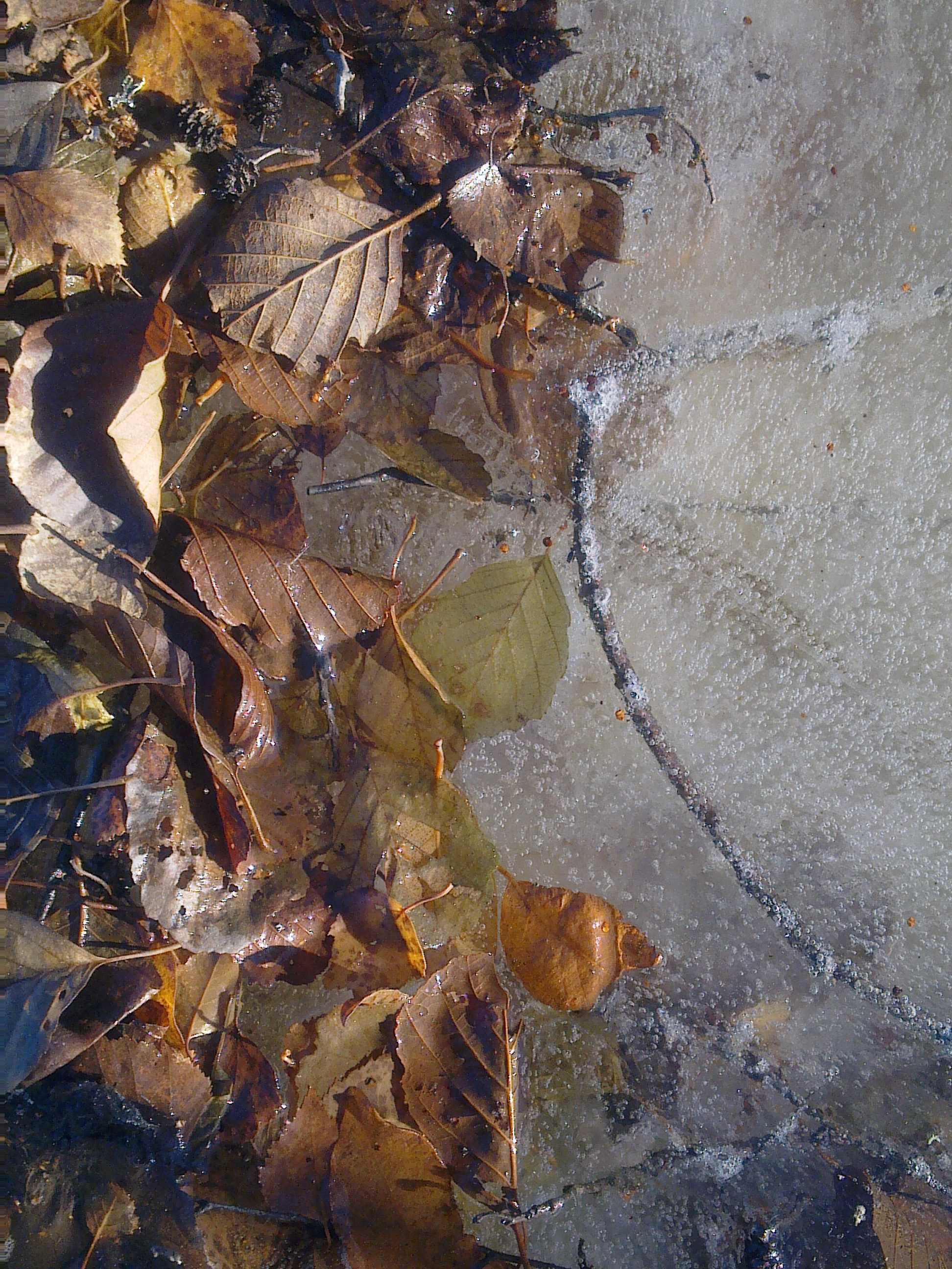 leaves-hugging-ice-3