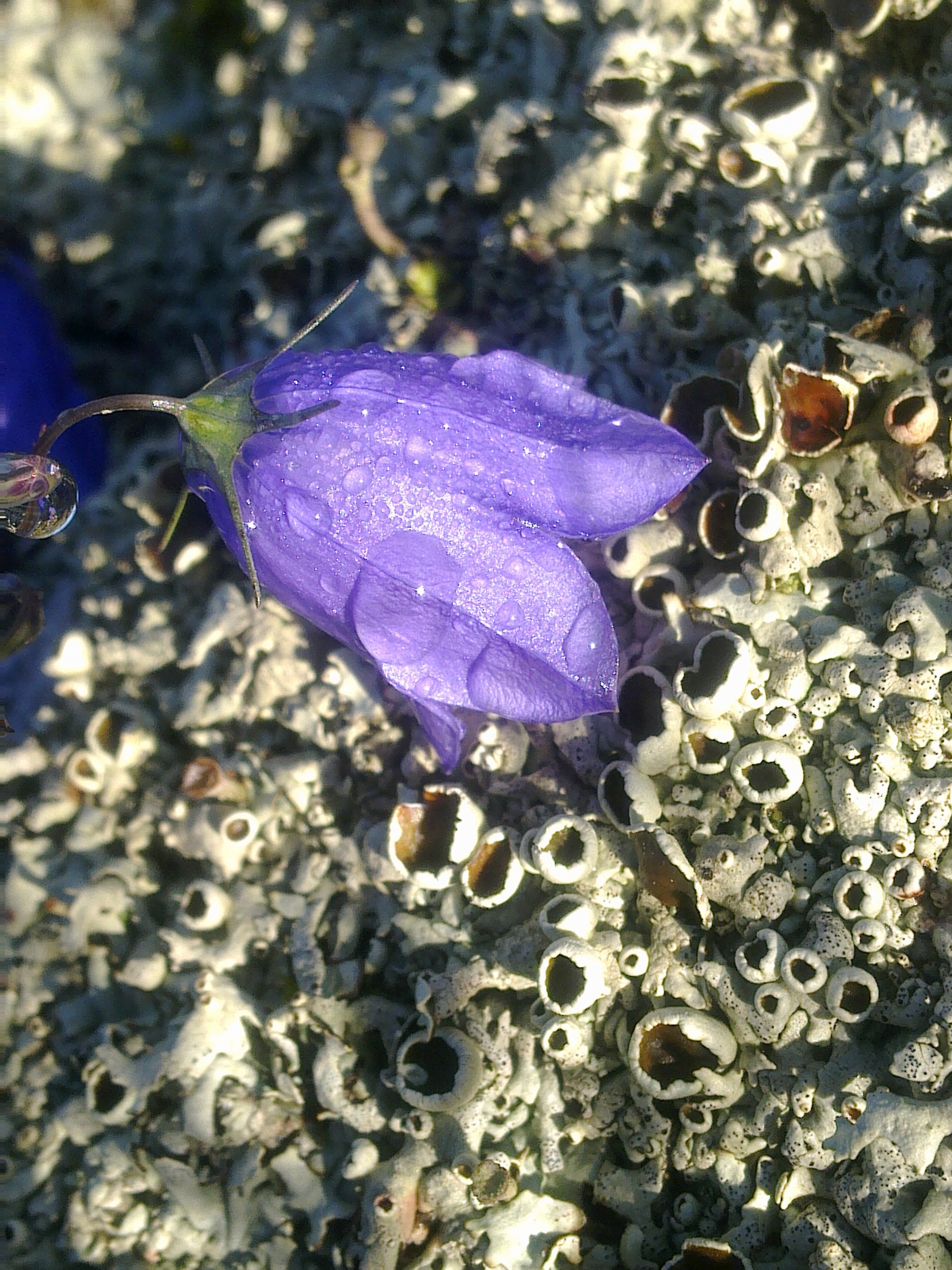 DÄR DAGGEN ALDRIG TORKAR