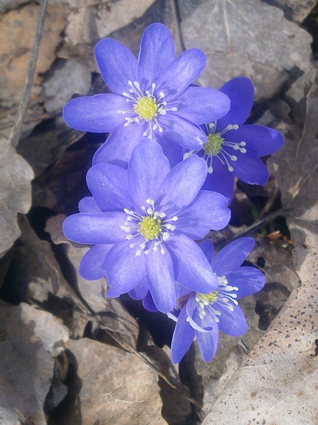 BLUE ANEMONE 1