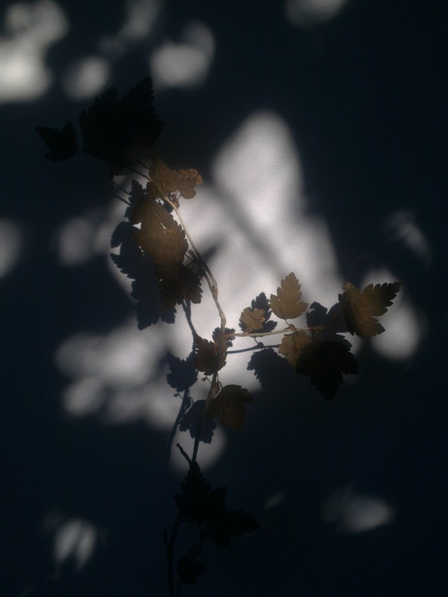 HERBARIUM 28 MÅBÄR