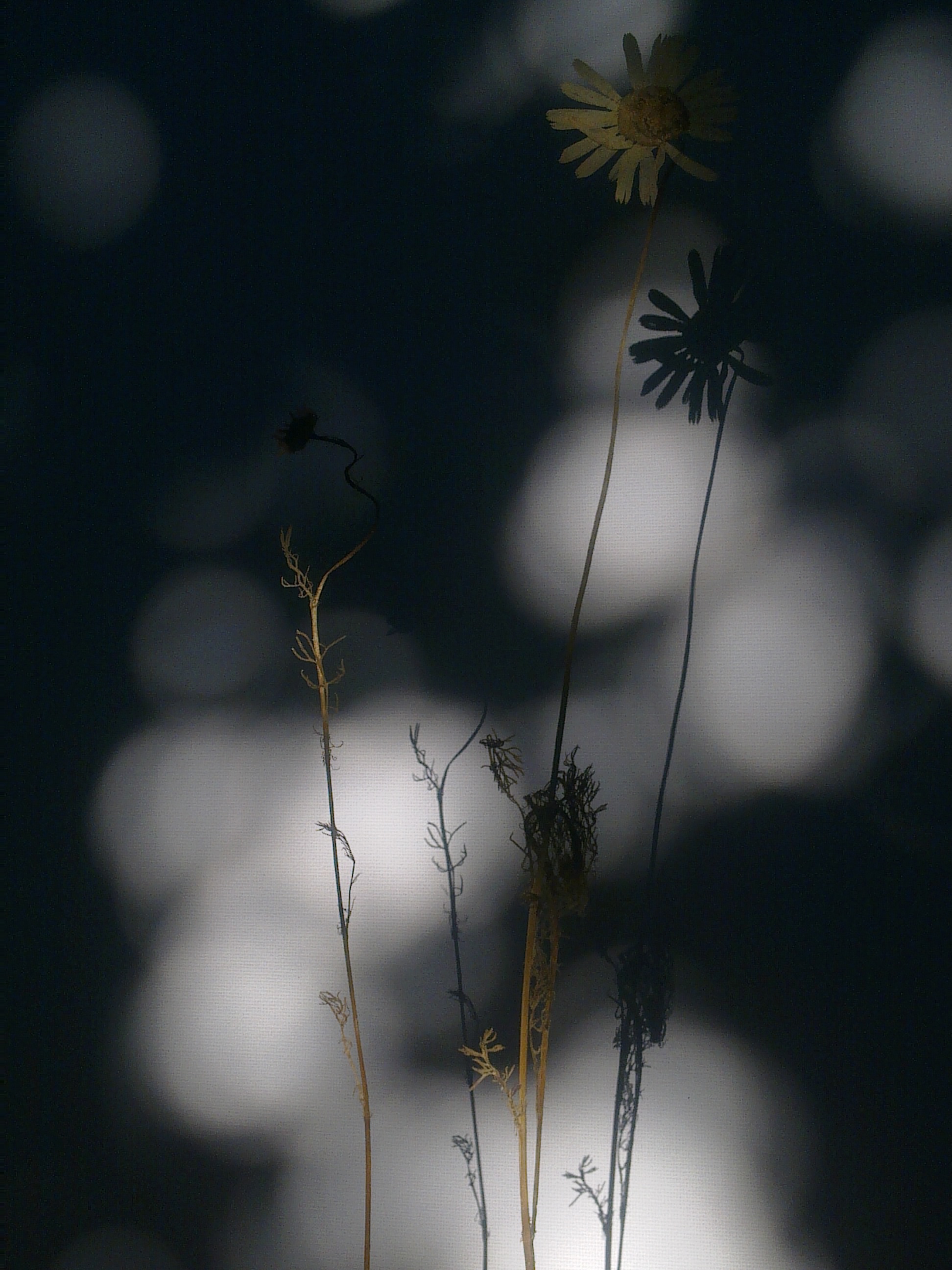 HERBARIUM 29 BALDERSBRÅ