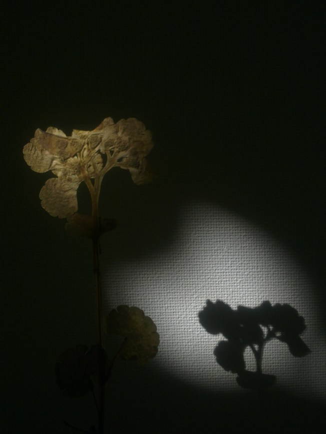 HERBARIUM 30 GULLPUDRA